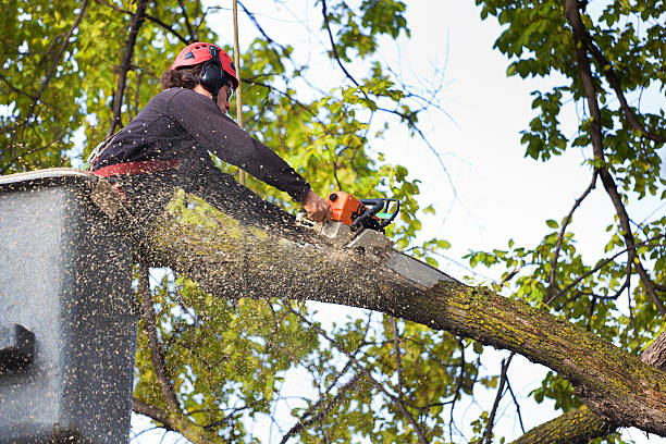 Best Local Tree Services  in Langley Park, MD